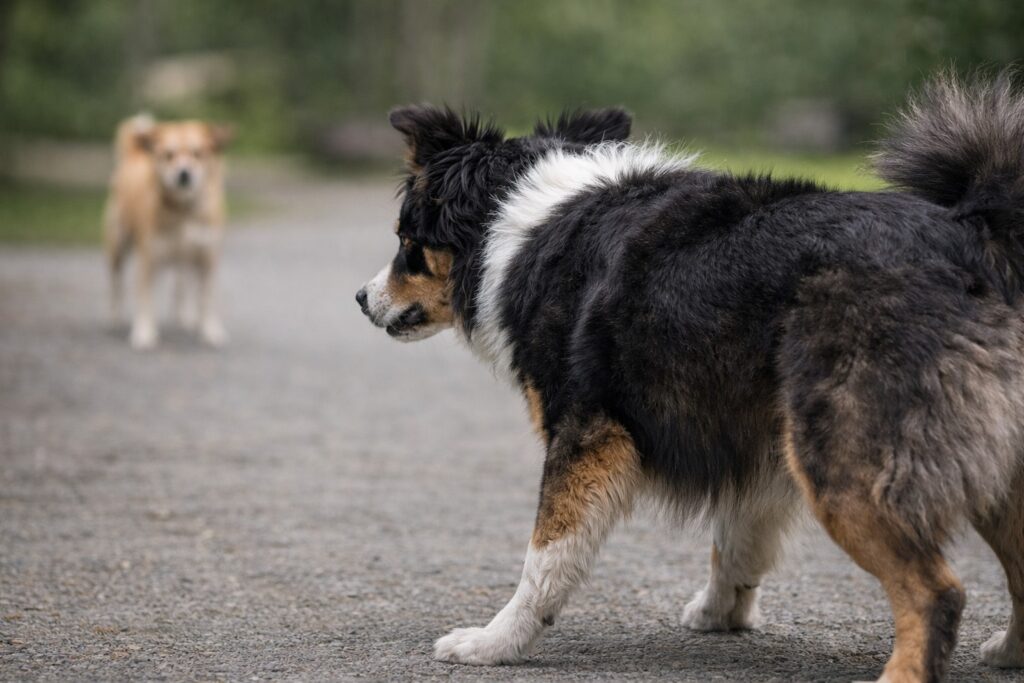 Dog displaying stiff posture and focused stare as early sign of tension toward another dog