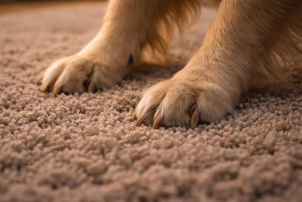 Dog scratching carpet due to long nails